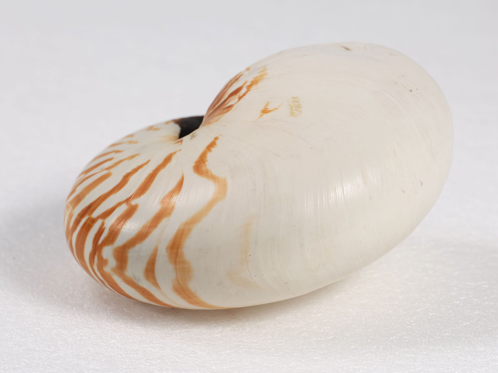 Margaret Roessler Seashell Collection